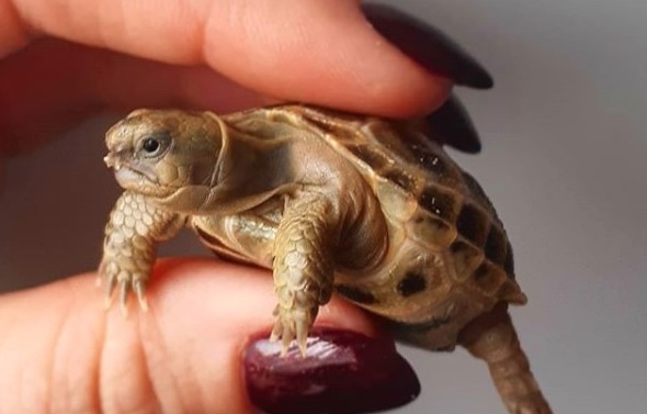 15 Pros And Cons Of Keeping Turtles In The House | PetPress