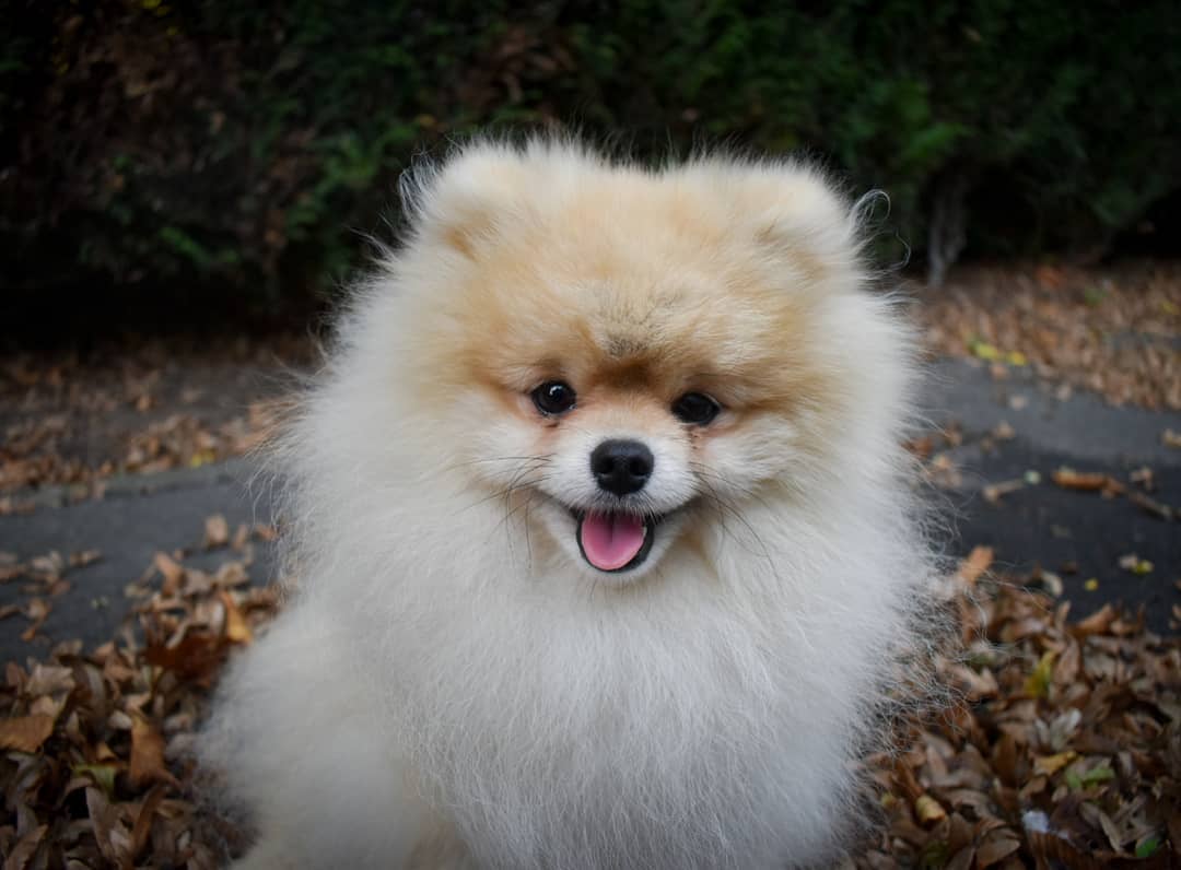 14 Fluffy Facts About Pomeranians | Page 2 of 4 | PetPress