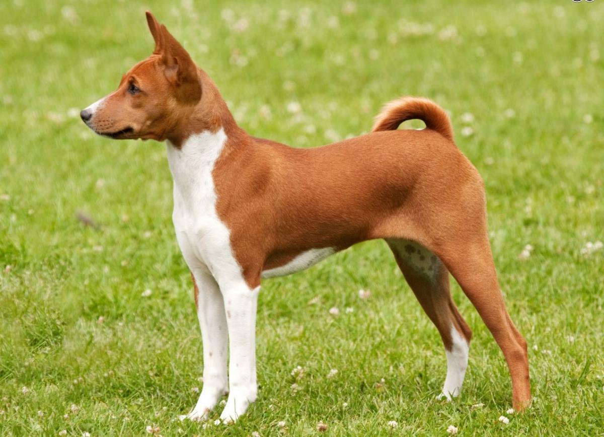 14 Unexpected Facts About Basenjis Page 2 of 3 PetPress