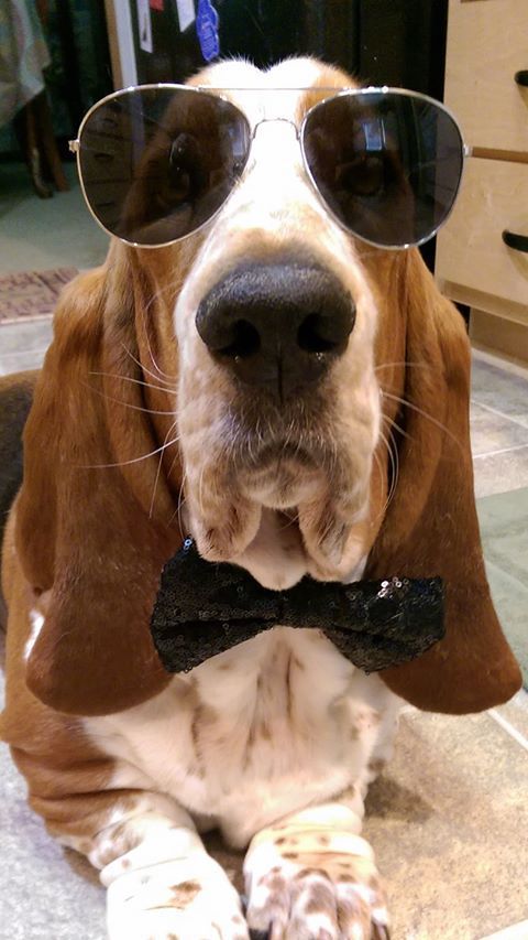 14 Funny Photos Of Basset Hounds That Will Make You Smile And Double 