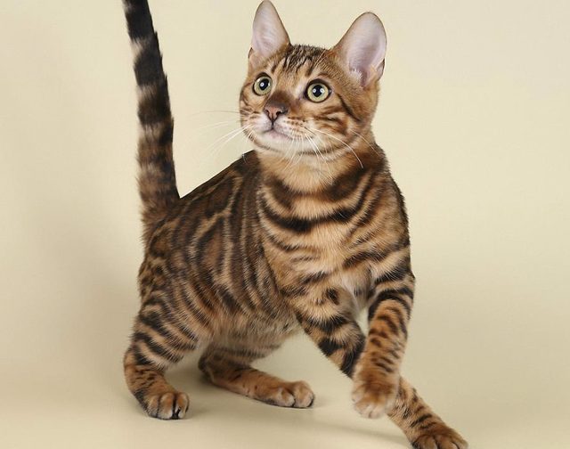 14 Interesting Facts About The Bengal Cat | Page 2 of 3 | PetPress