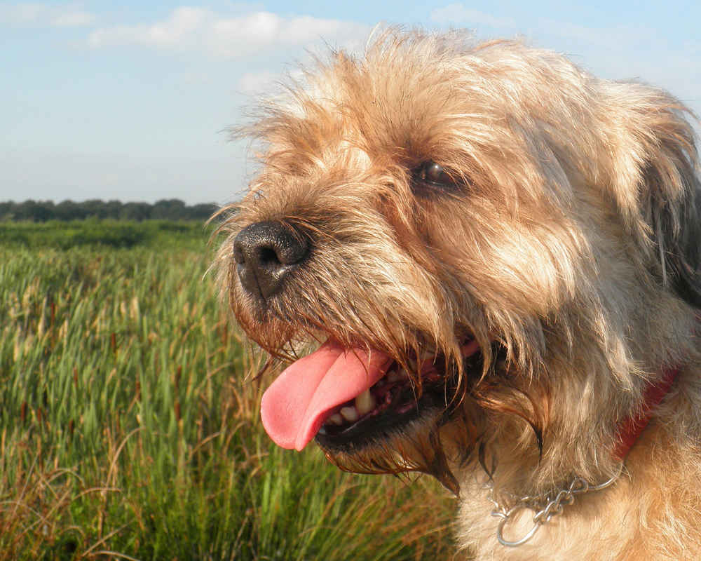 webkinz border terrier