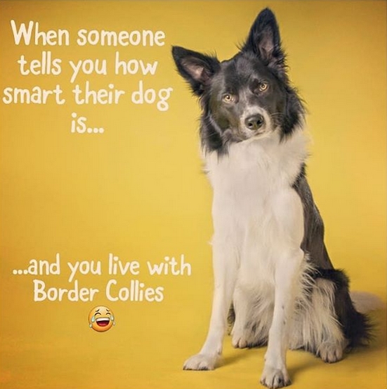 14 Funny Border Collie Memes That Will Make Your Day! | Page 2 of 3