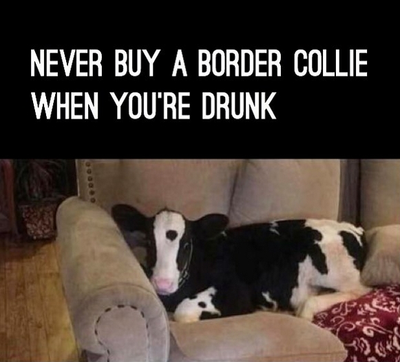 14 Funny Border Collie Memes That Will Make Your Day