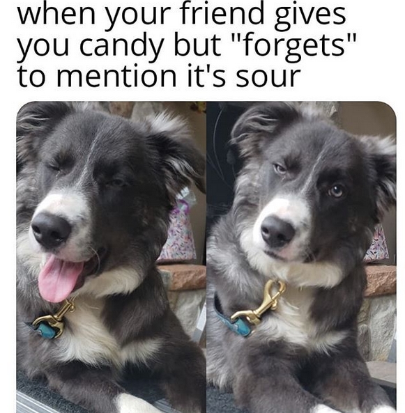 14 Funny Border Collie Memes That Will Make Your Day