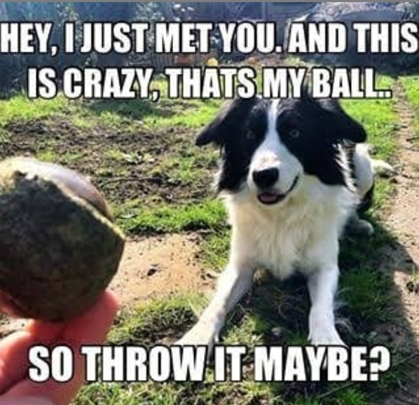 14 Funny Border Collie Memes That Will Make You Laugh