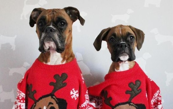 dog sweaters for boxers