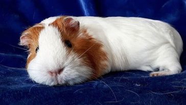 boy guinea pig names