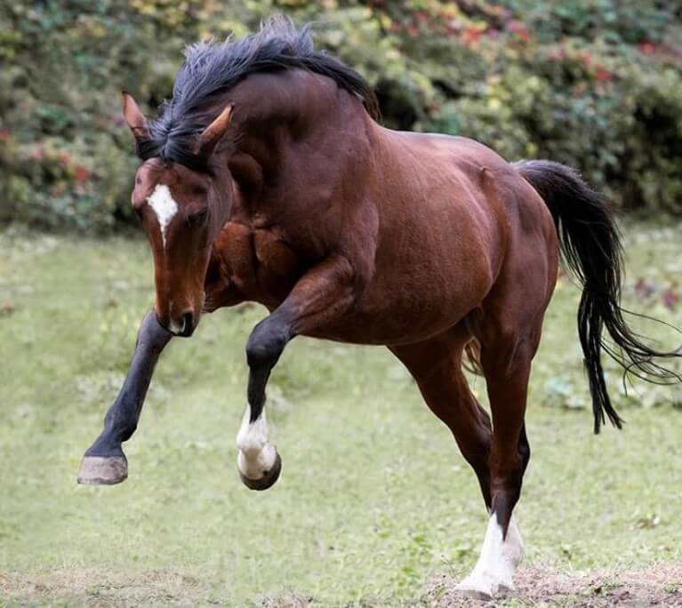 brown-horse-names-60-best-names-for-brown-horses-petpress