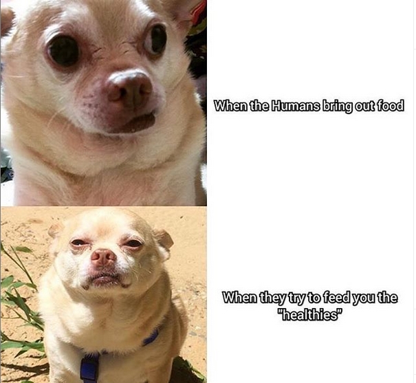 14 Funny Chihuahua Memes That Will Make You Smile! | Page 2 of 3 | PetPress