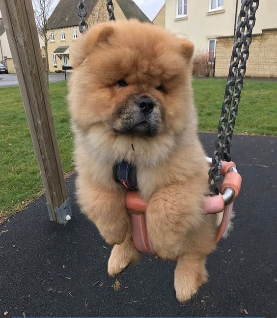 chow chow doll