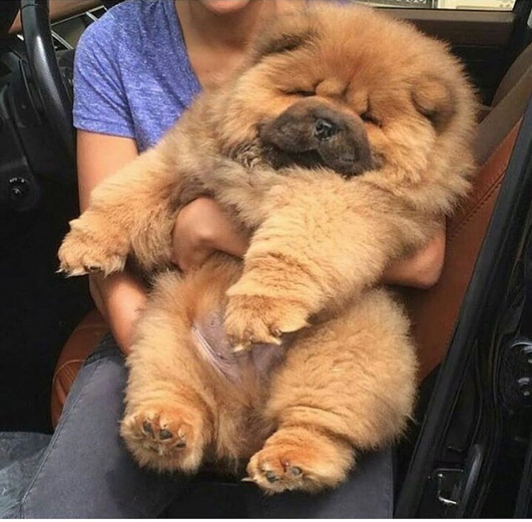 the-chow-chow-s-name