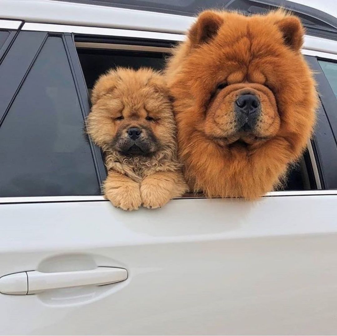 chow chow doll