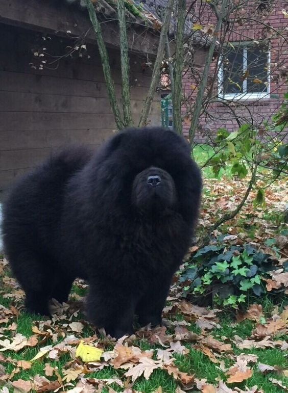 14 Cute Pictures Of Black Chow Chows That Will Make Your