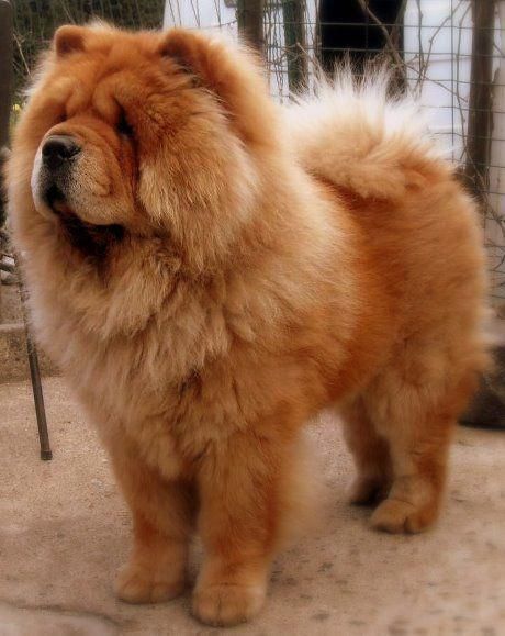 15 Things To Know About Chow Chows | PetPress