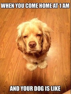 14 Funny Cocker Spaniel Memes That Will Make You Smile! | PetPress