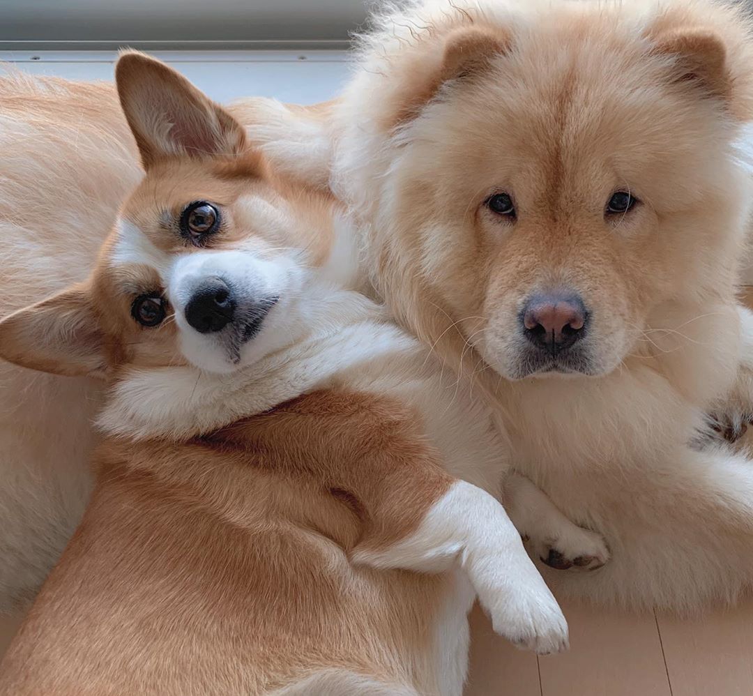 14 Fluffy Things About Chow Chows PetPress