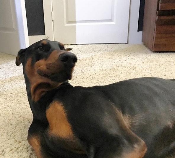 14 Funny Doberman Memes That Will Make Your Day! | Page 3 of 3 | PetPress