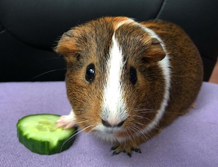 8 Reasons to Have Guinea Pigs as Pets | PetPress
