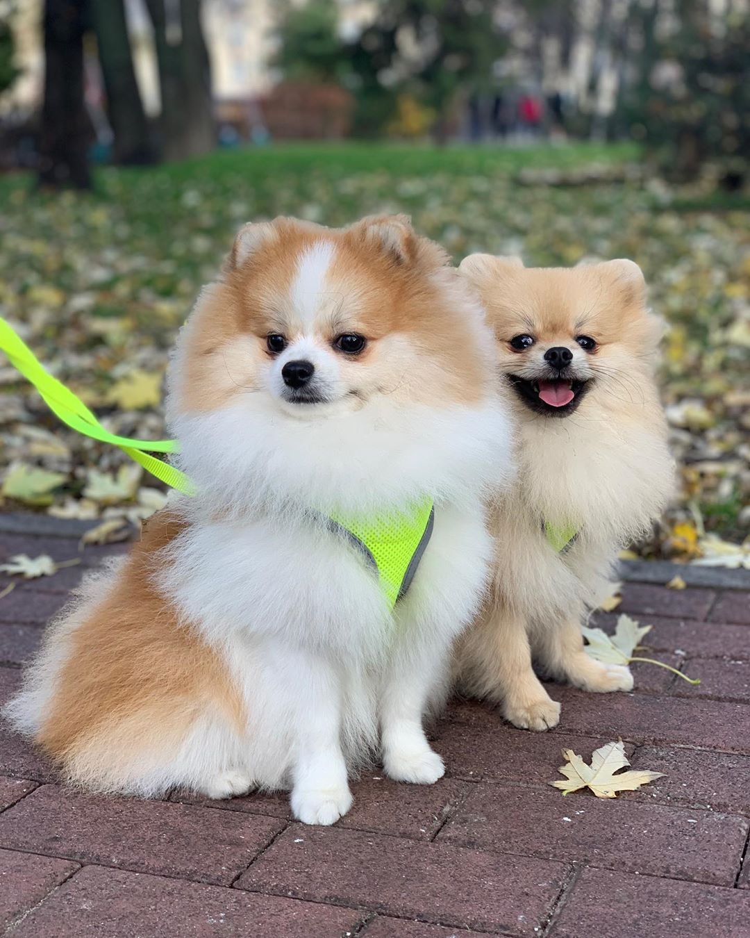 14 Fluffy Facts About Pomeranians PetPress