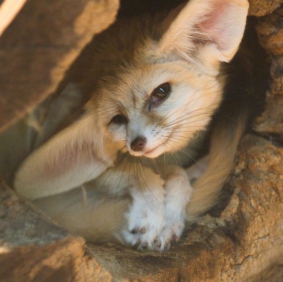 15 Interesting Facts About Fennec Foxes | Page 2 of 3 | PetPress