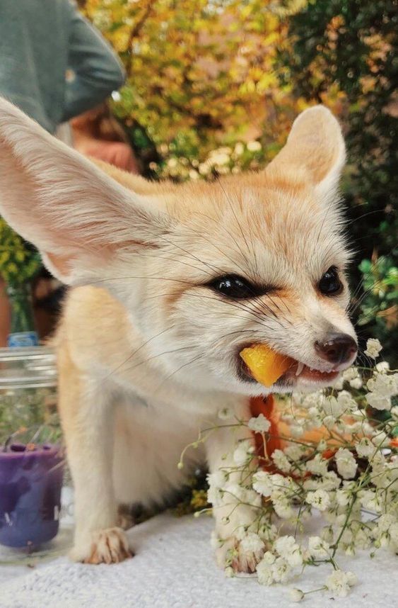 15 Interesting Facts About Fennec Foxes | Page 2 of 3 | PetPress