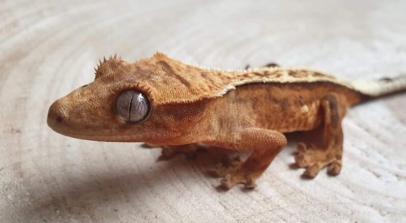 types of lizards you can have as pets