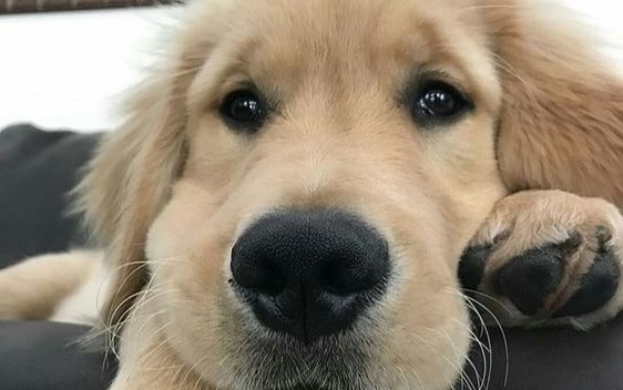 17 Signs That Your Golden Retriever Is Talking To You - PetPress