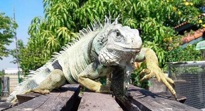 common iguanas pet lizards