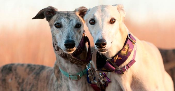 14 Cute Pictures of Greyhounds | Page 2 of 3 | PetPress