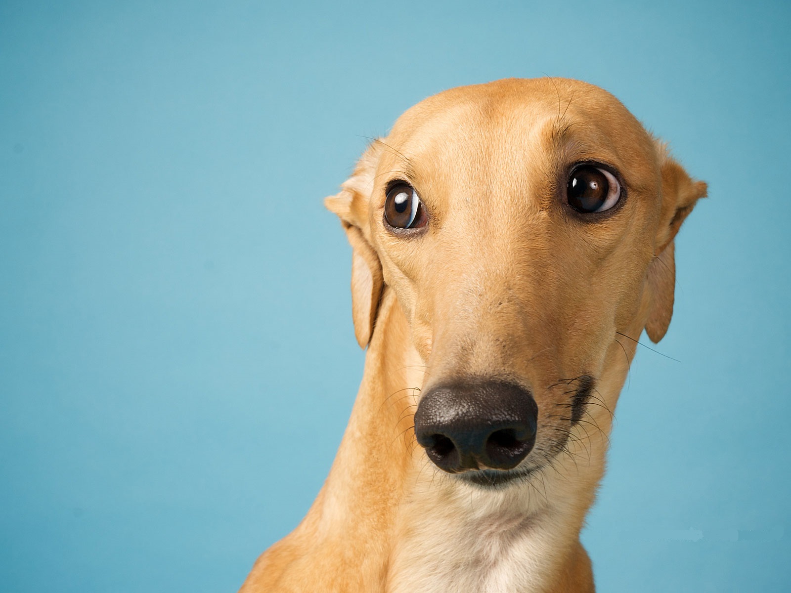 14 Cute Pictures of Greyhounds | Page 2 of 3 | PetPress