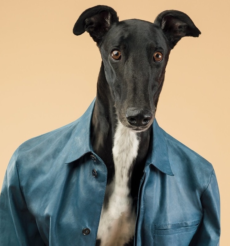 14 Cute Pictures of Greyhounds | Page 2 of 3 | PetPress