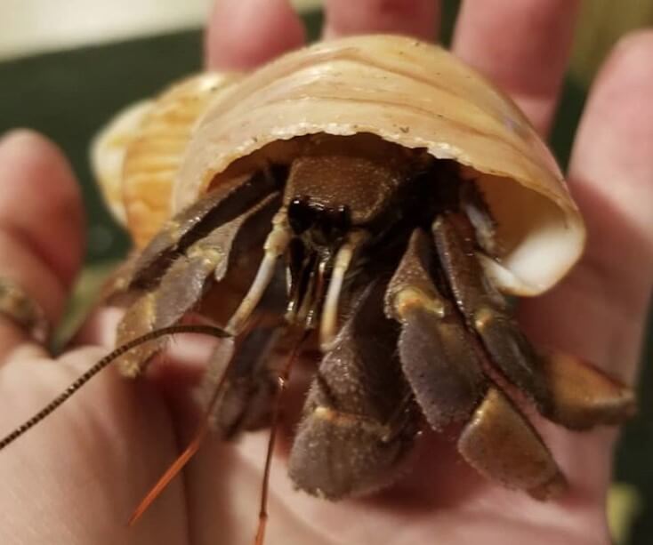 390 Best Names for Hermit Crabs (Cute, Funny, & Unique Names) | PetPress