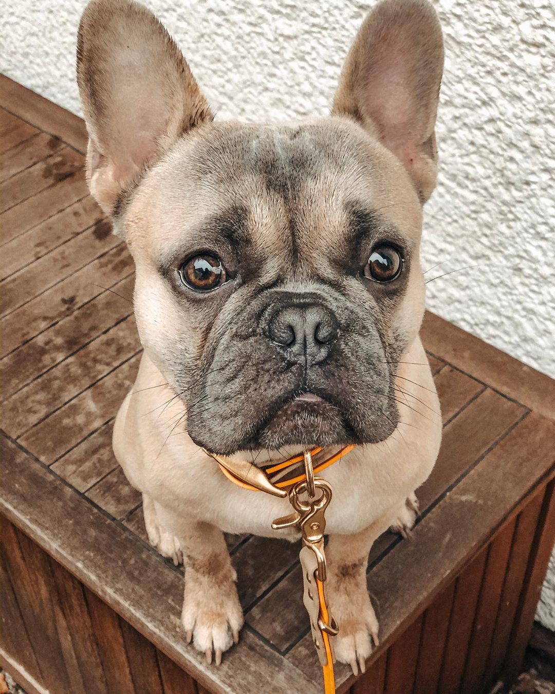 14 Facts About French Bulldogs That Will Make You Smile