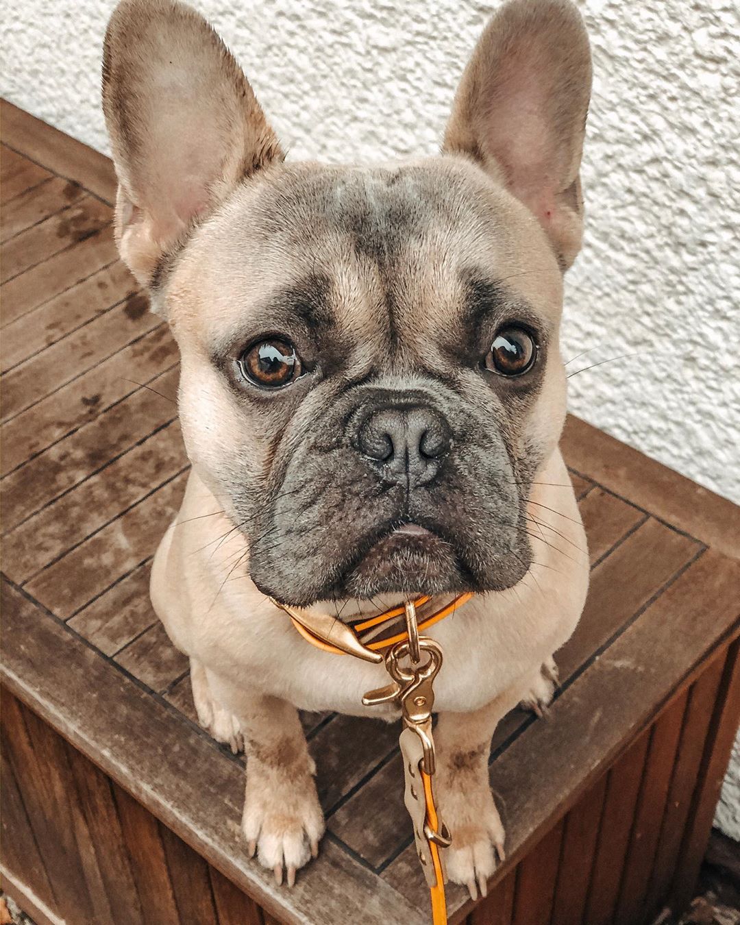 Amazing Facts About French Bulldogs