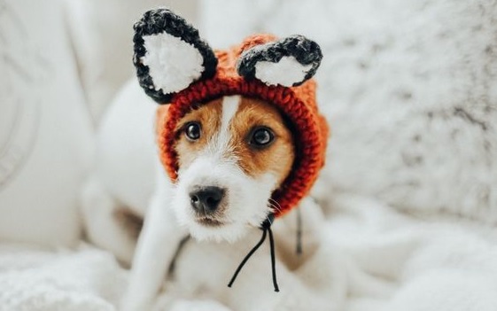 14 Best Costumes For Jack Russell Terriers Petpress