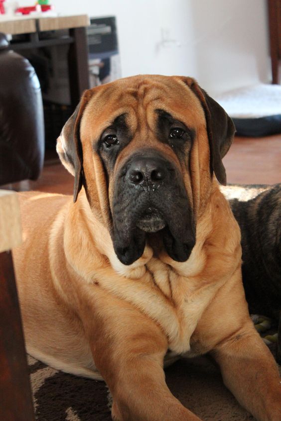 15 Amazing Facts About Mastiffs For Those Who Are Going To Adopt The