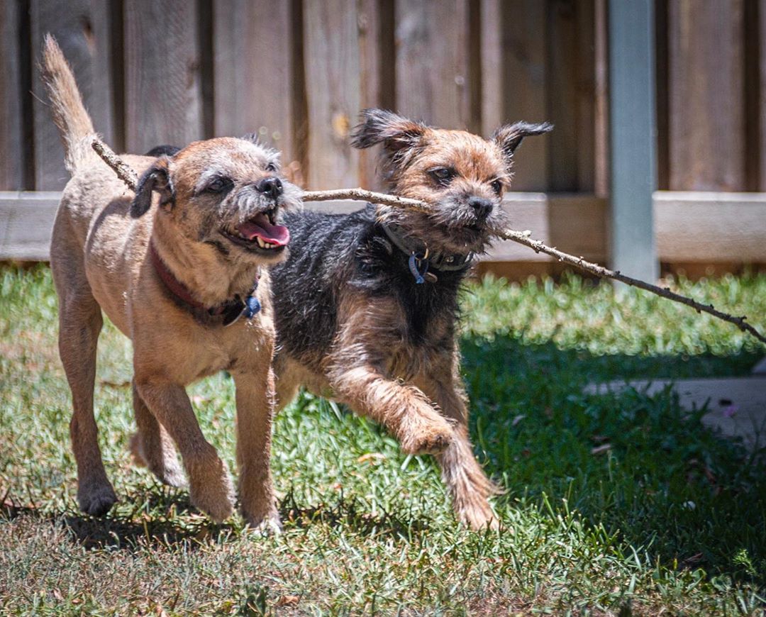 14 Amazing Facts About Border Terriers | PetPress