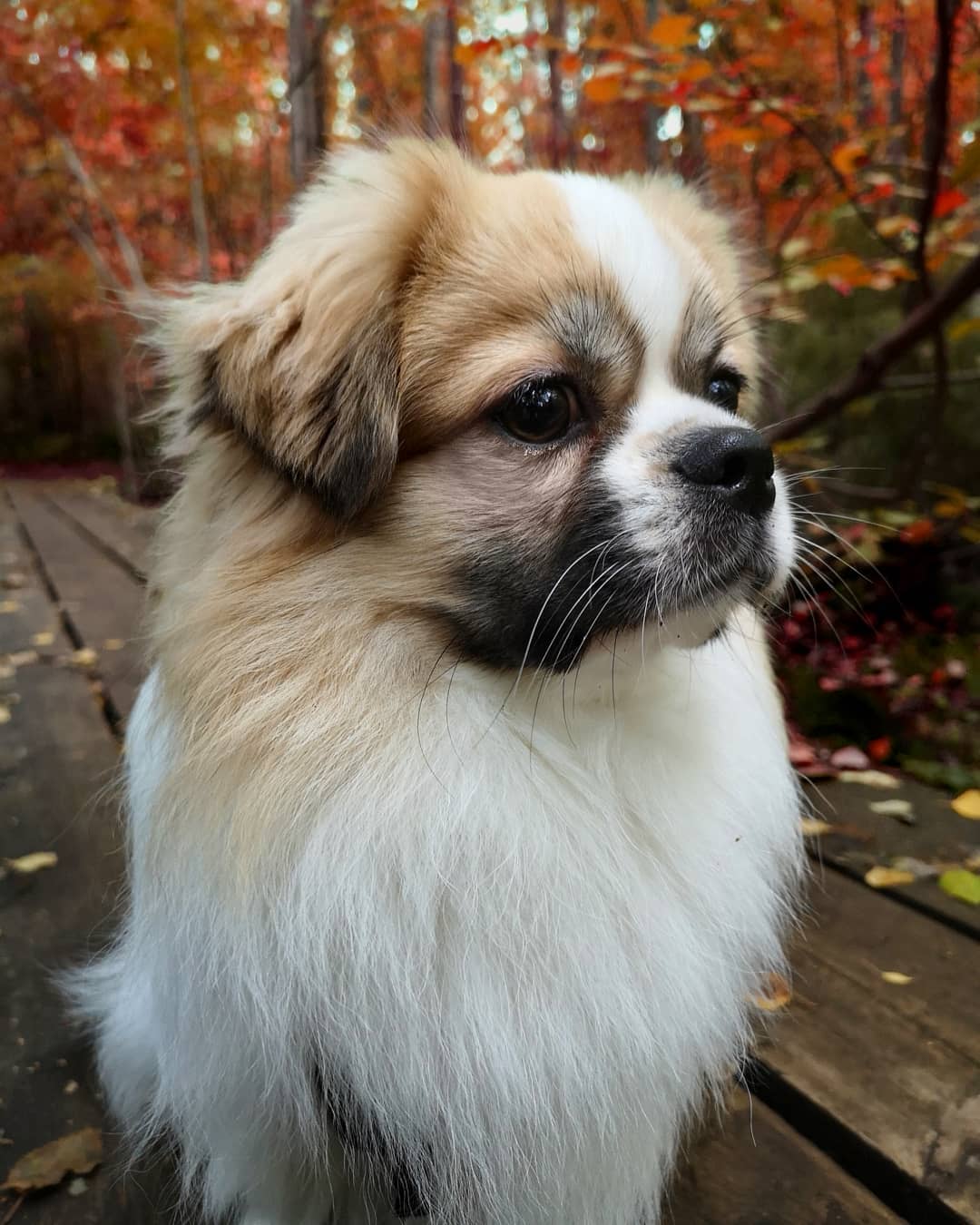 14 Things You Might Not Know About Tibetan Spaniel Dogs | PetPress