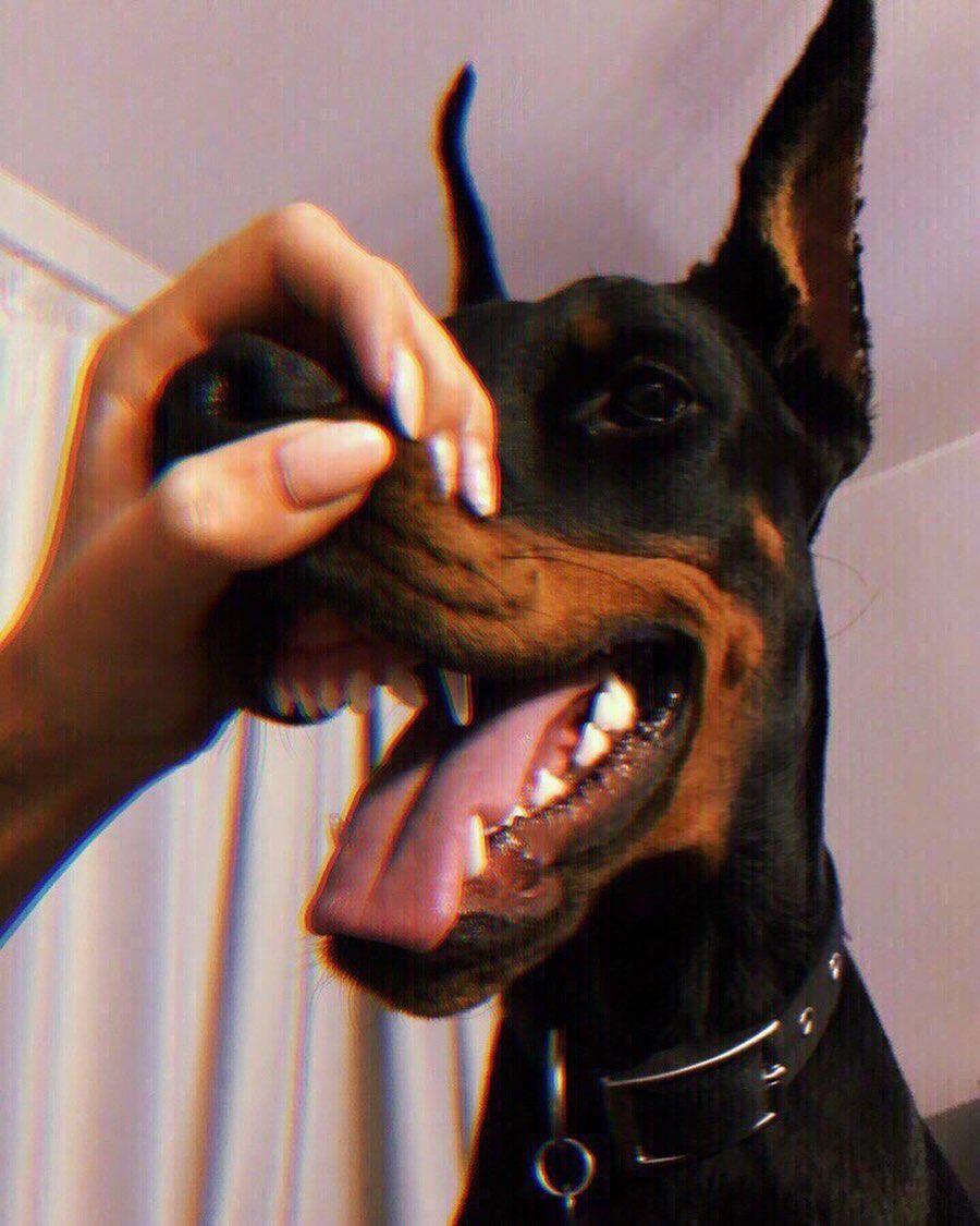 16 Reasons Why Dobermans Are Not So Scary As All Think | PetPress
