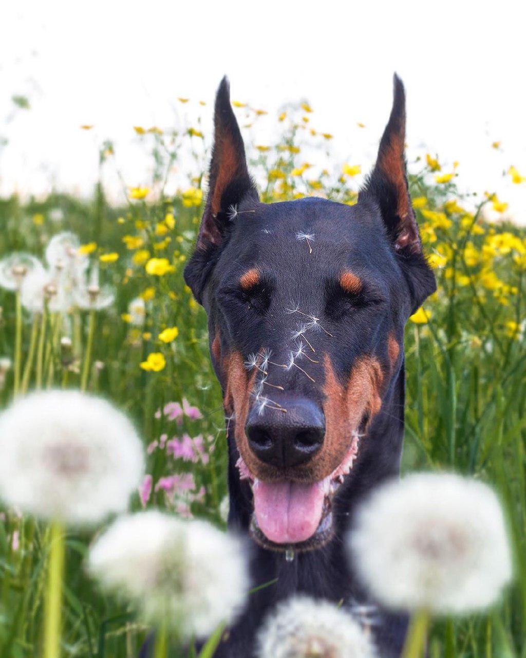 16 Reasons Why Dobermans Are Not So Scary As All Think | Page 3 of 3 ...