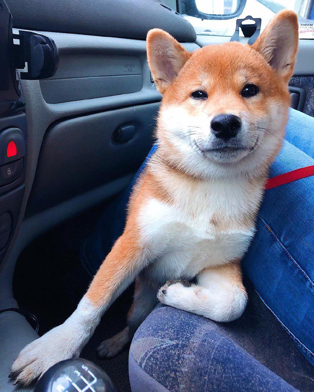 16 Funny Shiba Inu Pictures That Will Make Your Day ...