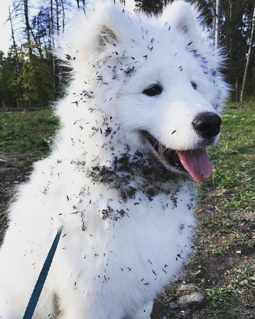 The 15 Happiest Samoyed Dogs That Will Make Your Day | PetPress