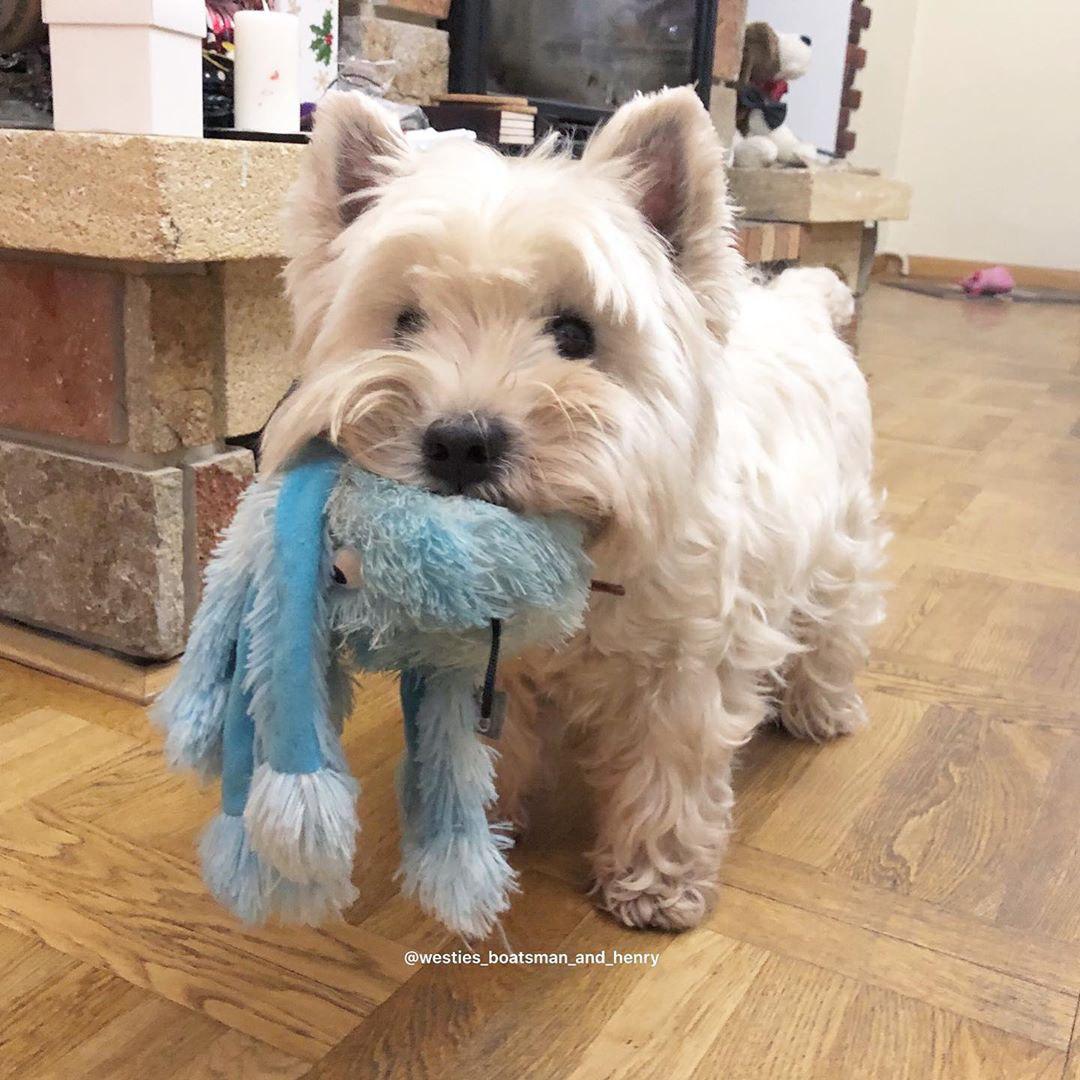 14 Photos That Prove That West Highland Terriers are the Perfect