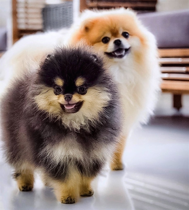 14 Fluffy Facts About Pomeranians | PetPress