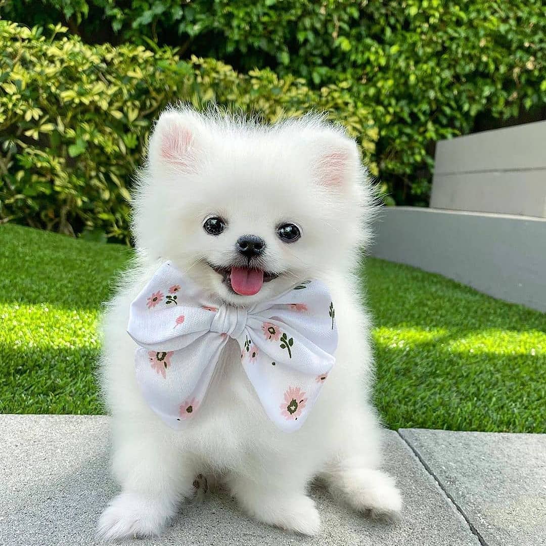 Facts About Teacup Pomeranian