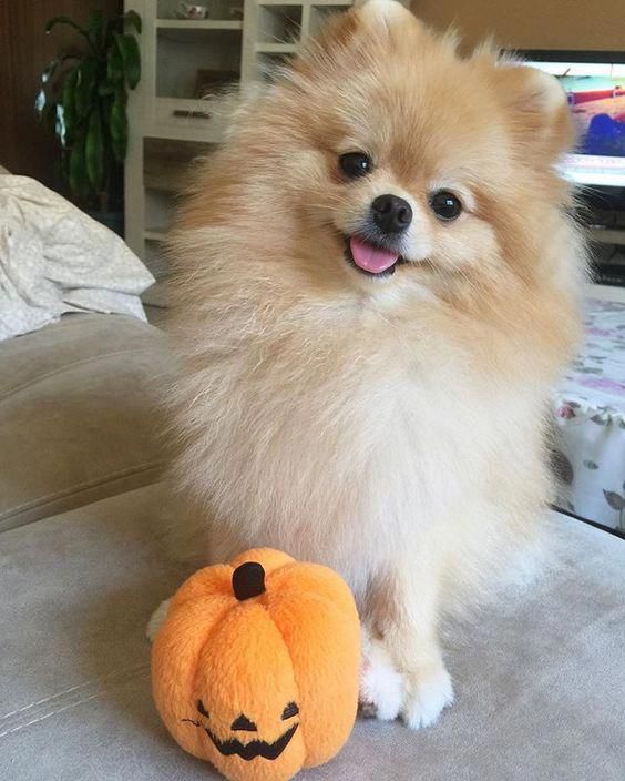14 Cute Pomeranians With Their Favorite Toys Page 3 of 4