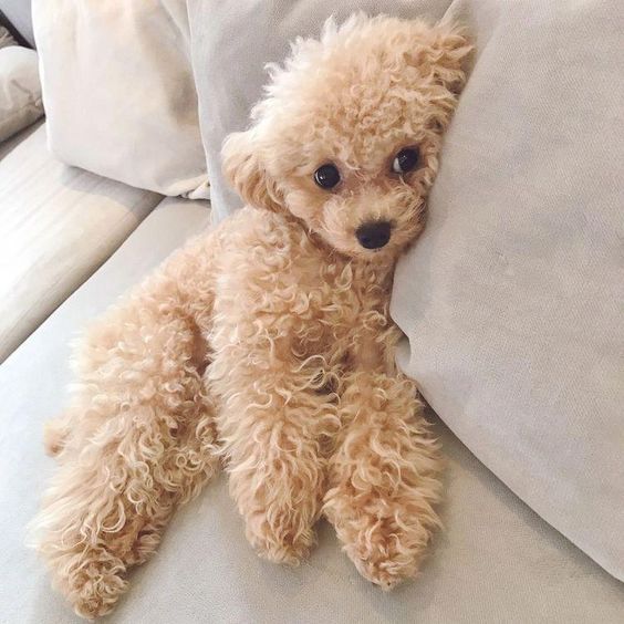 14-amazing-pictures-of-toy-poodles-that-are-just-too-cute-petpress