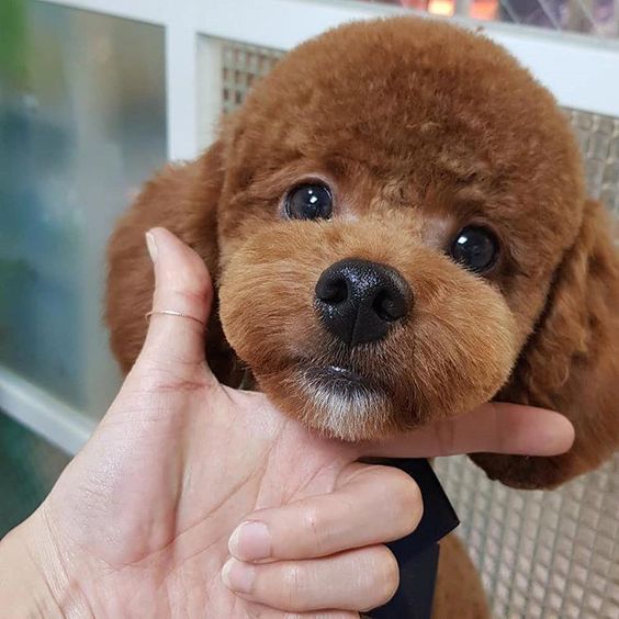 toy poodle grooming teddy bear cut