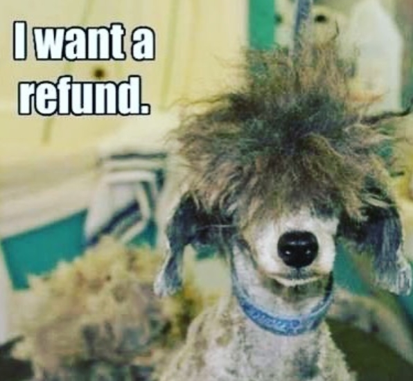 14 Funny Poodle Memes That Will Make You Smile! | PetPress